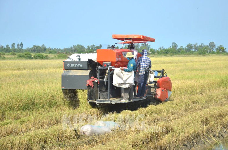 >Xây dựng đề án 1 triệu hecta lúa chất lượng cao tại đồng bằng sông Cửu Long